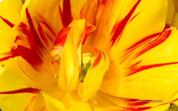 美麗的鬱金香花，Windows 8 主題高清壁紙 #2
