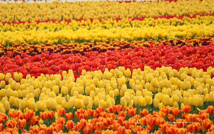 Belles fleurs de tulipes, de Windows 8 fonds d'écran HD à thème #5