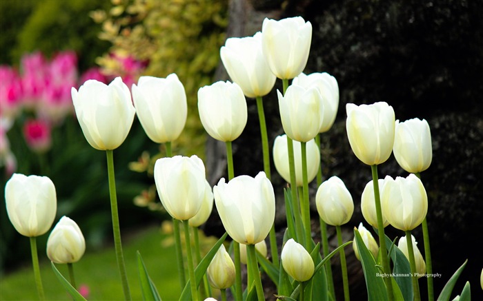Belles fleurs de tulipes, de Windows 8 fonds d'écran HD à thème #7