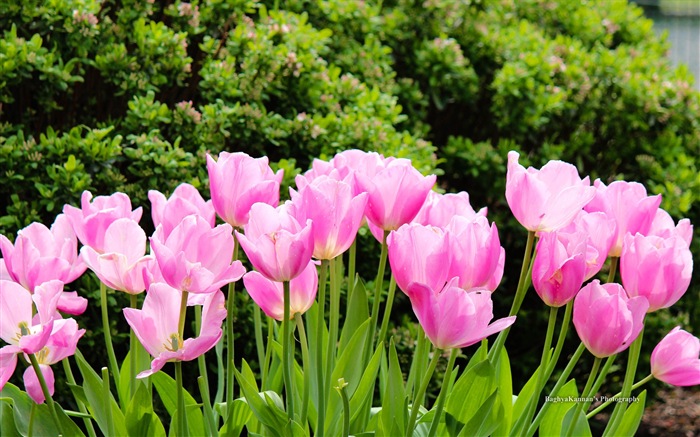 Красивые цветы тюльпана, HD обои 8 тематические Окна #10