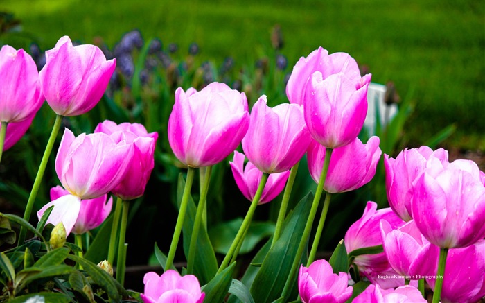 Красивые цветы тюльпана, HD обои 8 тематические Окна #11
