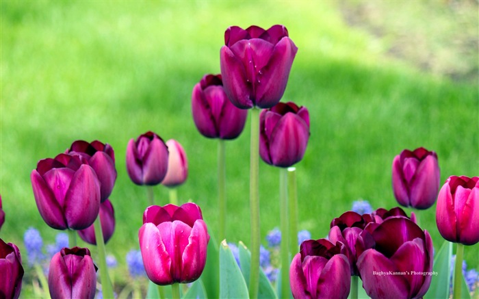 Красивые цветы тюльпана, HD обои 8 тематические Окна #12