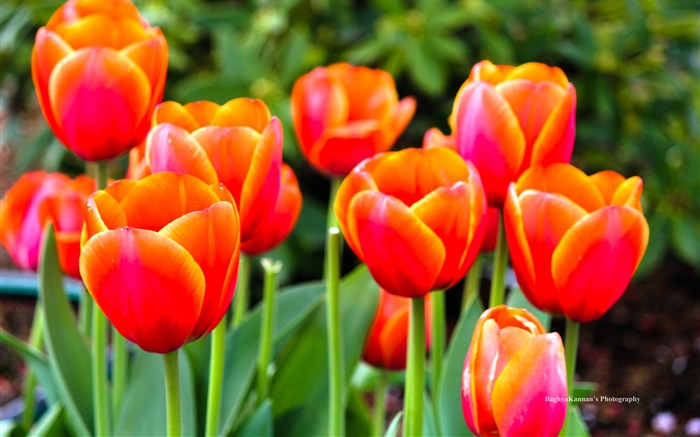Красивые цветы тюльпана, HD обои 8 тематические Окна #14