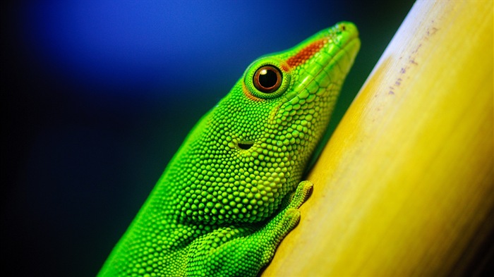 Animales colorido fondos de pantalla de alta definición camaleón #7