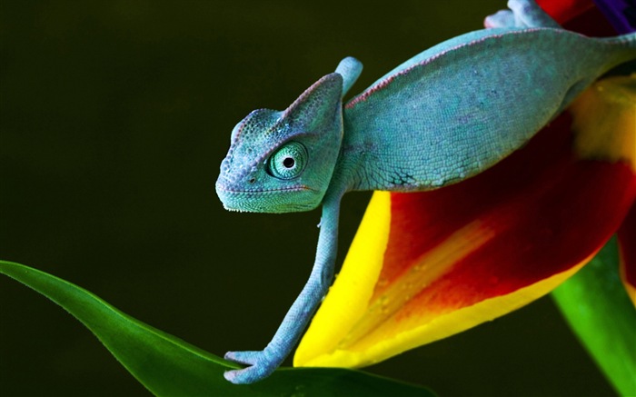 Colorful animal chameleon HD wallpapers #9