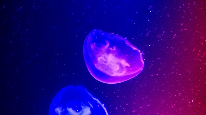 Windows 8 téma tapetu, medúzy #3