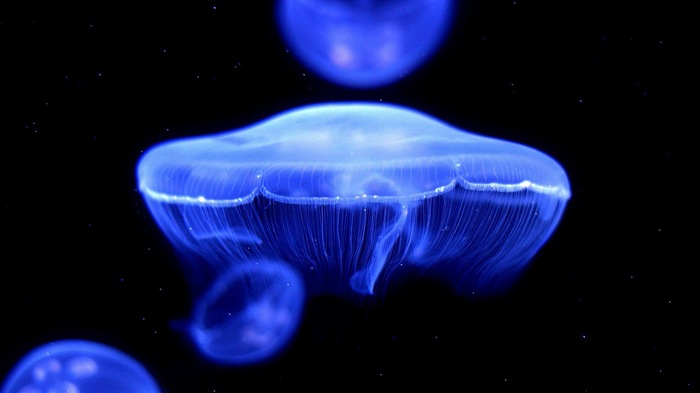 Windows 8 téma tapetu, medúzy #5