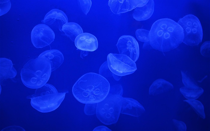 Windows 8 theme wallpaper, jellyfish #25