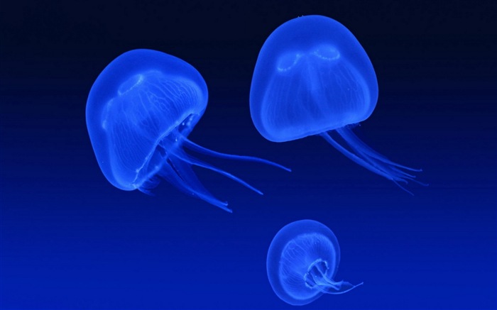 Windows 8 тема обоев, медузы #26