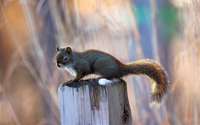 Animal close-up, cute squirrel HD wallpapers #1