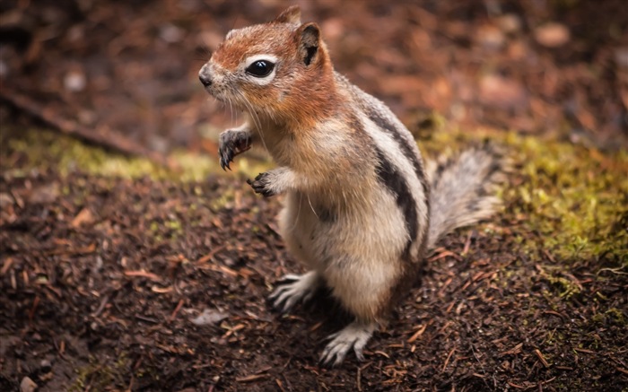 Animal close-up, cute squirrel HD wallpapers #2