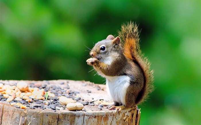 Animal close-up, cute squirrel HD wallpapers #3