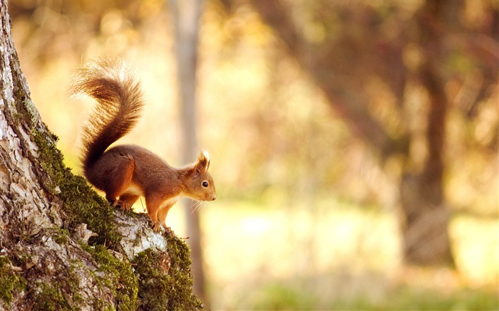 Animal close-up, cute squirrel HD wallpapers #4