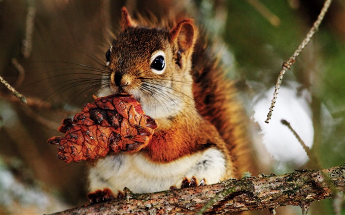Animal close-up, cute squirrel HD wallpapers #11