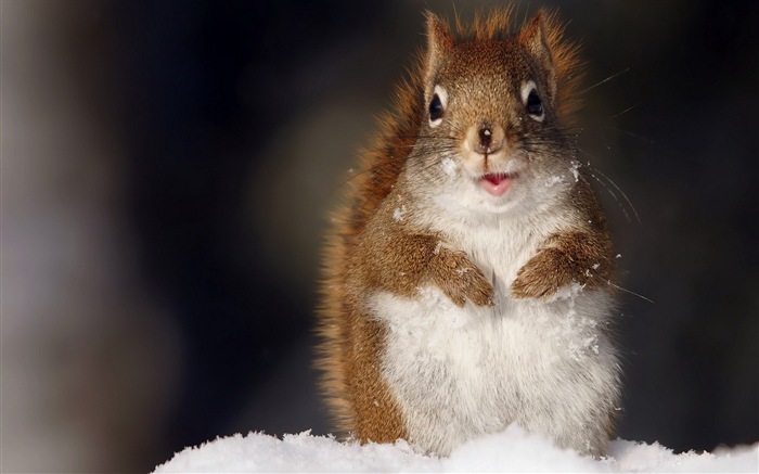 Animal close-up, cute squirrel HD wallpapers #14