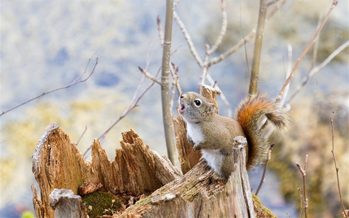 Animal close-up, cute squirrel HD wallpapers #15