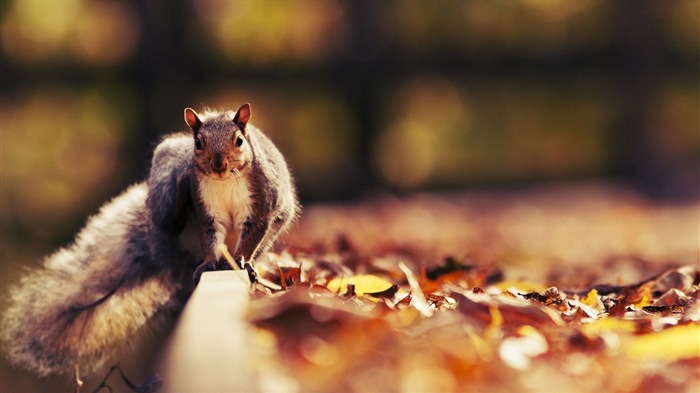 동물 근접 촬영, 귀여운 다람쥐 HD 배경 화면 #20