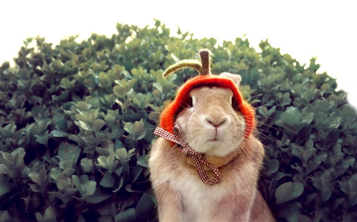 모피 동물, 귀여운 토끼의 HD 배경 화면 #8