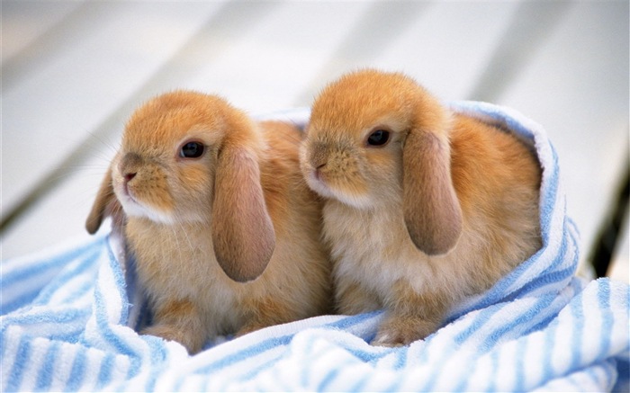 毛茸茸的動物，可愛的兔子 高清壁紙 #11