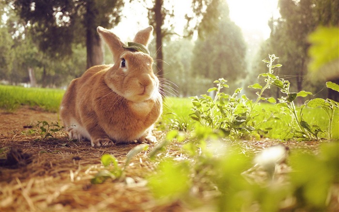 모피 동물, 귀여운 토끼의 HD 배경 화면 #13