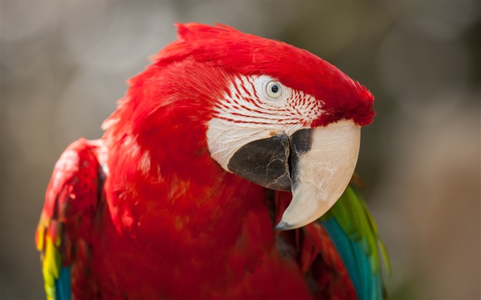 Macaw close-up HD wallpapers #11