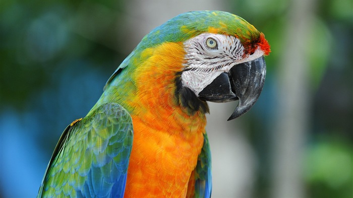 Macaw close-up HD wallpapers #21