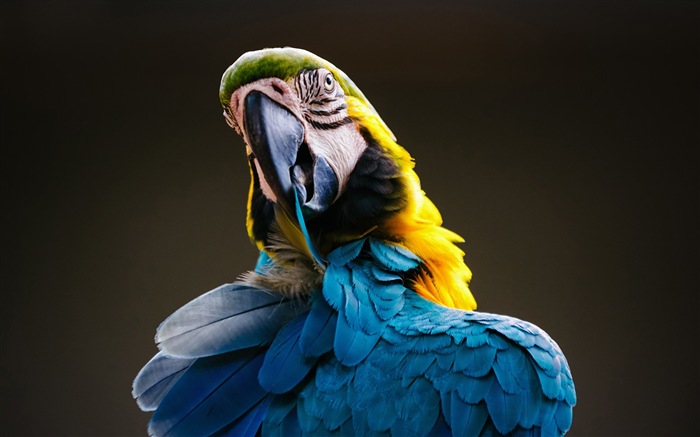 Macaw close-up fonds d'écran HD #2