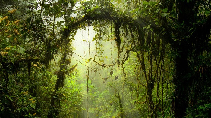 윈도우 8 테마 숲 풍경의 HD 월페이퍼 #5