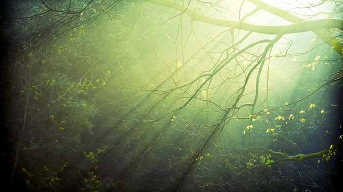 Windows 8 theme forest scenery HD wallpapers #6