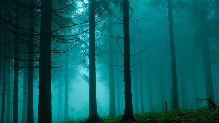 Windows 8 theme forest scenery HD wallpapers #8