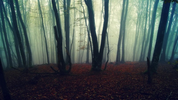 Windows 8 theme forest scenery HD wallpapers #9