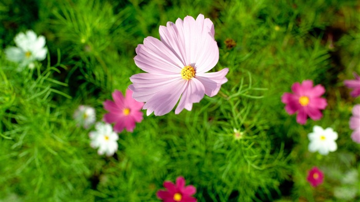 Jarní květiny kvetou HD Tapety na plochu #18