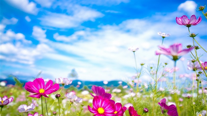 Jarní květiny kvetou HD Tapety na plochu #20