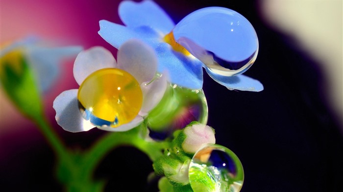 Beautiful flowers with dew HD wallpapers #11