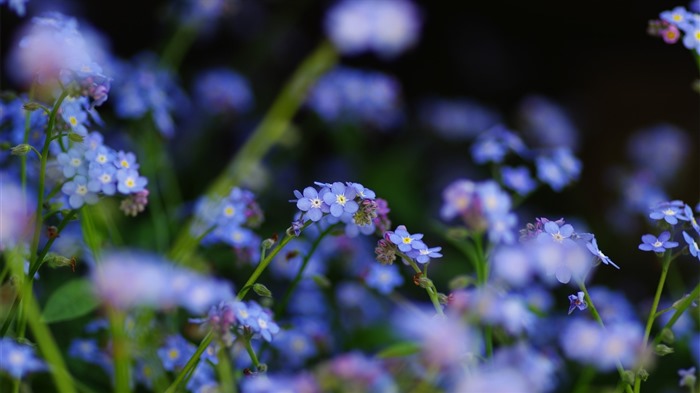 Schöne Blumen mit Tau HD Hintergrundbilder #26