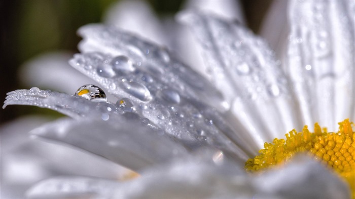 Beautiful flowers with dew HD wallpapers #28