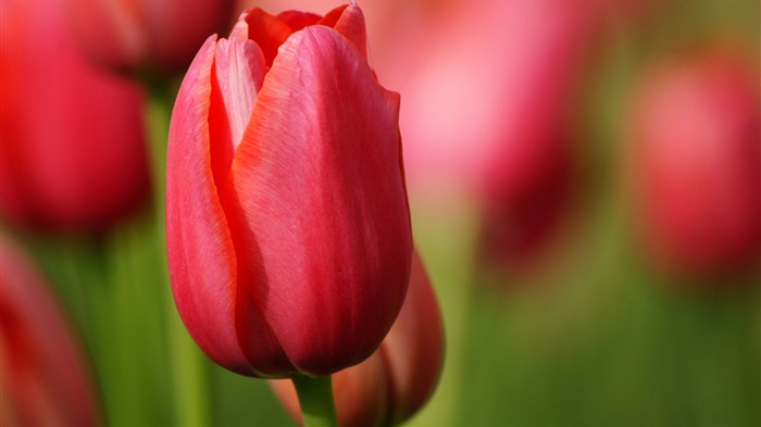 Свежие и красочные обои HD тюльпаны цветок #8