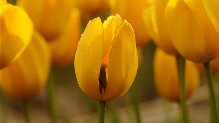 Свежие и красочные обои HD тюльпаны цветок #10