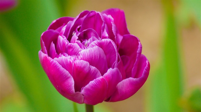 Свежие и красочные обои HD тюльпаны цветок #11