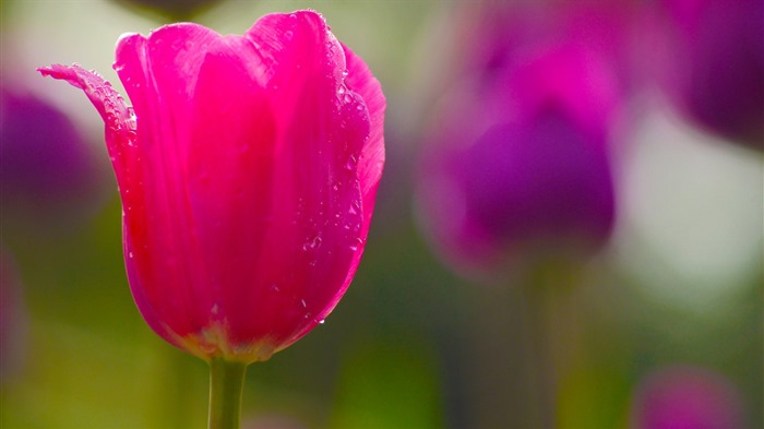 Свежие и красочные обои HD тюльпаны цветок #12