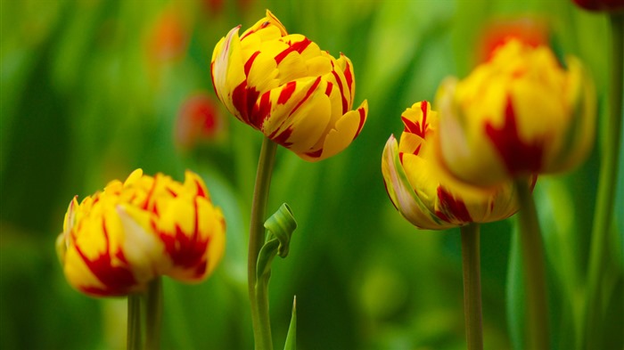 Свежие и красочные обои HD тюльпаны цветок #16