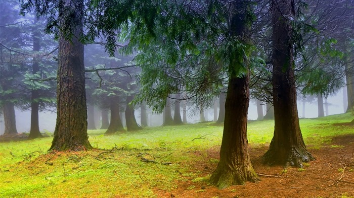 나무, 산, 물, 일출과 일몰, 자연 풍경의 HD 배경 화면 #15