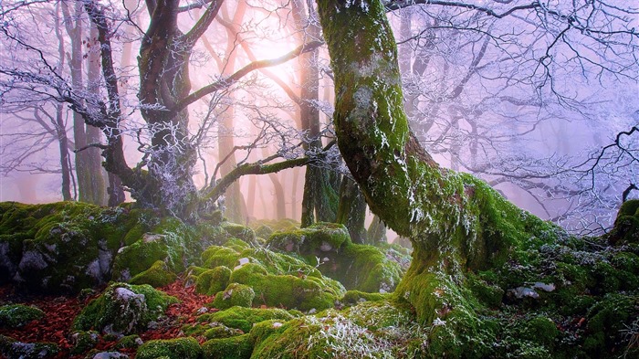 나무, 산, 물, 일출과 일몰, 자연 풍경의 HD 배경 화면 #16