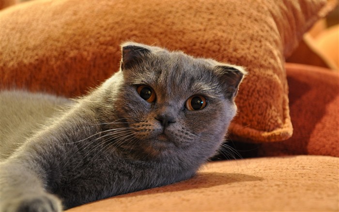 Cute pets, Scottish Fold cat HD wallpapers #25