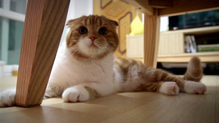 Cute pets, Scottish Fold cat HD wallpapers #40