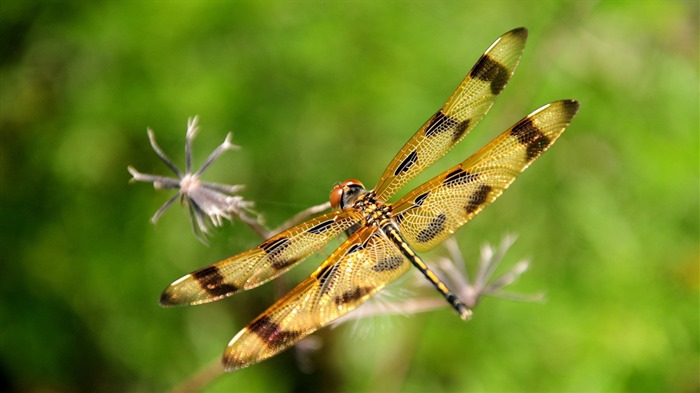 Insekt close-up, Libelle HD Wallpaper #11