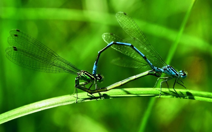 Insect close-up, dragonfly HD wallpapers #14