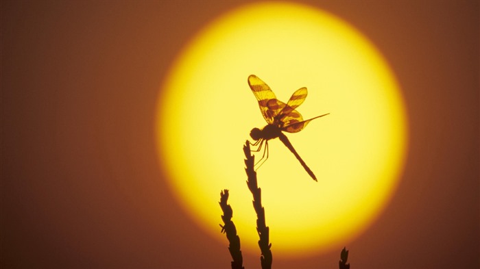 Insect close-up, dragonfly HD wallpapers #19