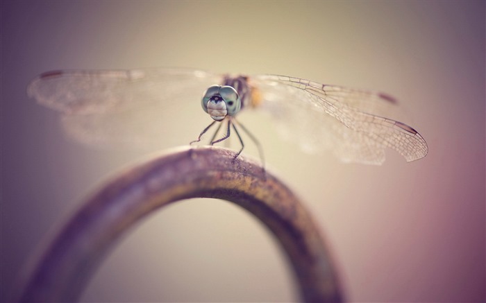 Insecte close-up, fonds d'écran HD libellule #28