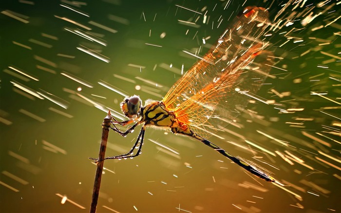 Insecte close-up, fonds d'écran HD libellule #32